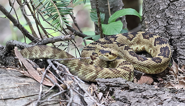 Black-tailed Rattlesnake