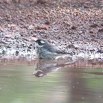 Black-throated Grey Warbler