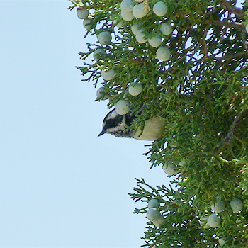 Black-throated Grey Warbler