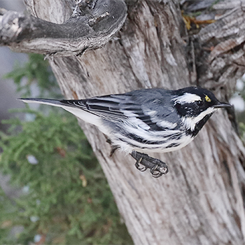 Black-throated Grey Warbler