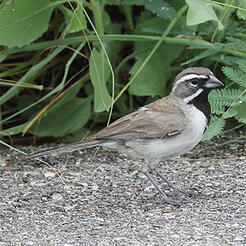 Black-throated Sparrow