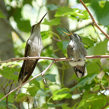 Blue-throated Hummingbird