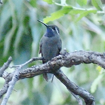 Blue-throated Hummingbird