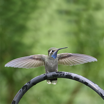 Blue-throated Hummingbird