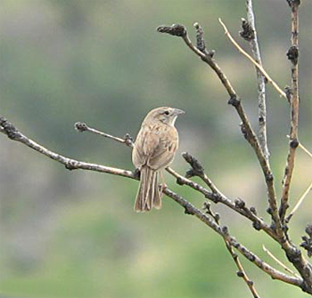 Botteri's Sparrow
