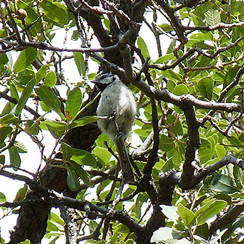 Bridled Titmouse