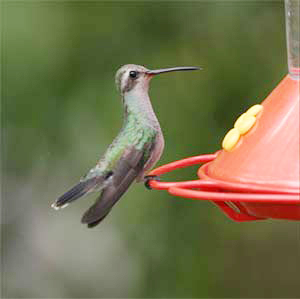 Broad-billed Hummingbird
