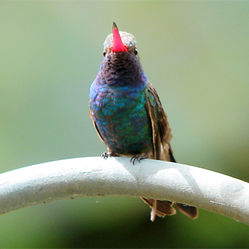 Broad-billed Hummingbird