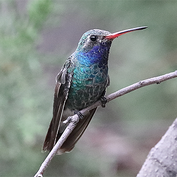 Broad-billed Hummingbird