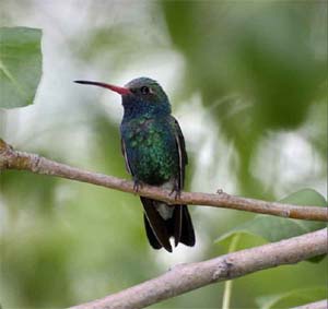 Broad-billed Hummingbird