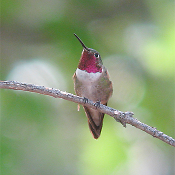 Broad-tailed Hummingbird