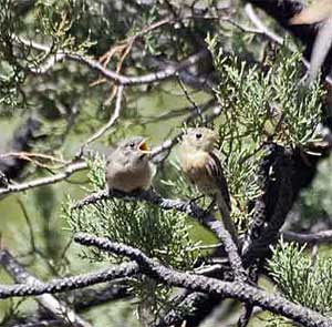 Buff-breasted Flycatcher