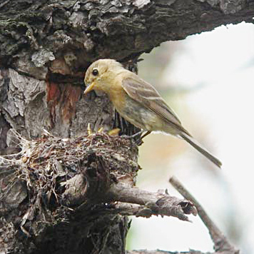 Buff-breasted Flycatcher