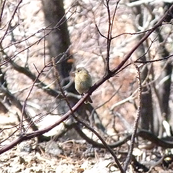 Buff-breasted Flycatcher