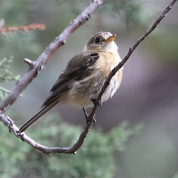 Buff-breasted Flycatcher