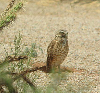 Burrowing Owl
