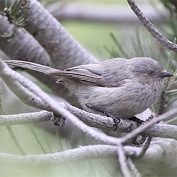 Bushtit