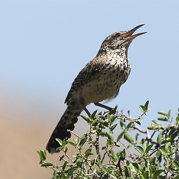 Cactus Wren