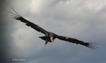 California Condor
