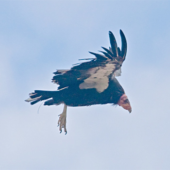 Birdfinders – Birdwatching Holidays – Arizona