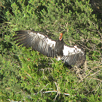 California Condor