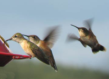 Calliope and Rufous Hummingbirds