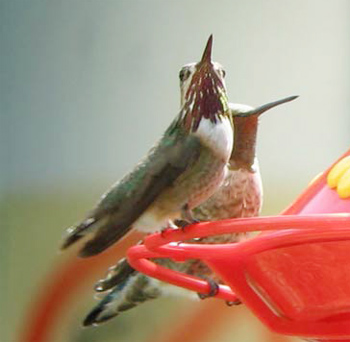 Calliope Hummingbird