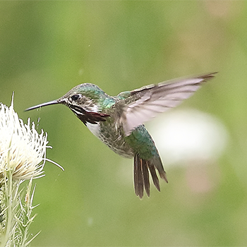 Calliope Hummingbird
