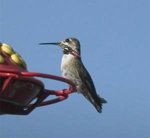 Calliope Hummingbird