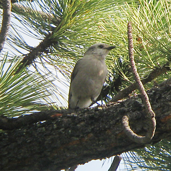 Canada Jay