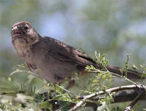 Canyon Towhee