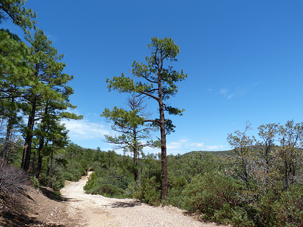 Carr Canyon