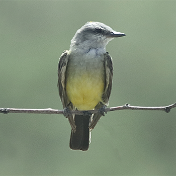 Cassin's Kingbird