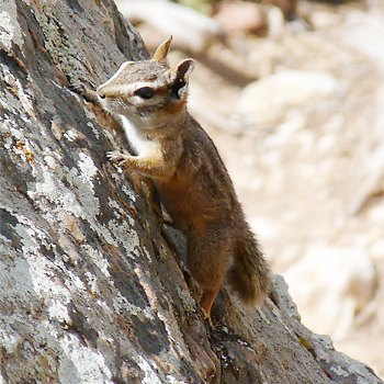 Cliff Chipmunk