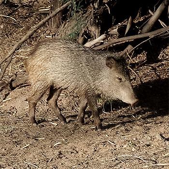 Collared Peccary