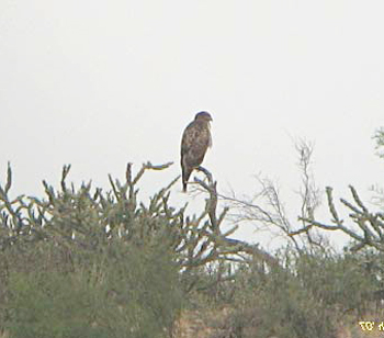 Common Black-hawk