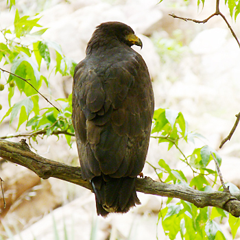 Common Black-hawk