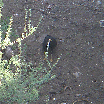 Common Black-hawk