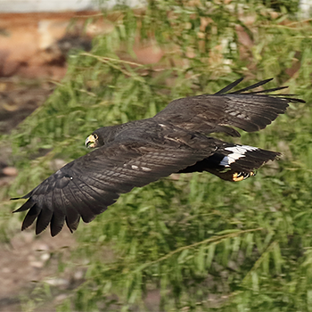 Common Black-hawk