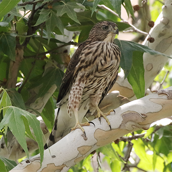 Cooper's Hawk
