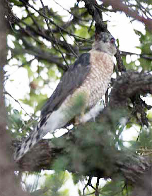 Cooper's Hawk