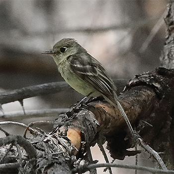 Cordilleran Flycatcher