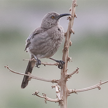 Curve-billed Thrasher