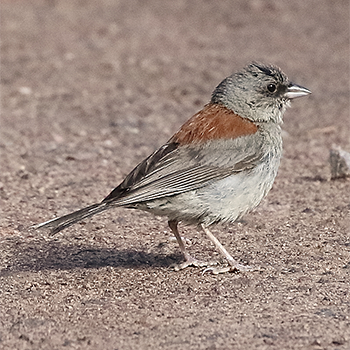 Dark-eyed Junco