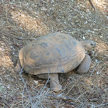 Desert Tortoise