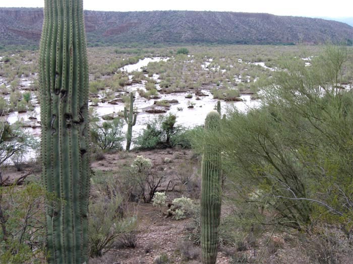 Flooded Desert