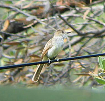 Dusky-capped Flycatcher