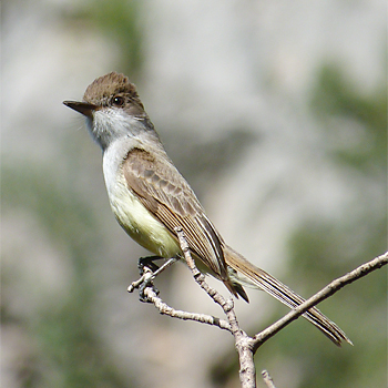 Dusky-capped Flycatcher