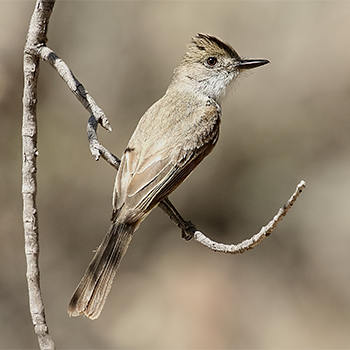 Dusky-capped Flycatcher