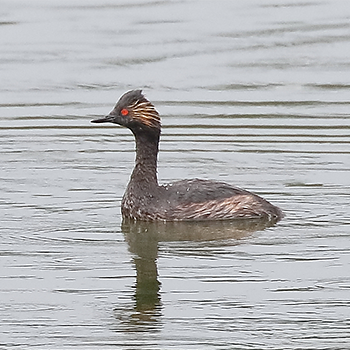 Eared Grebe